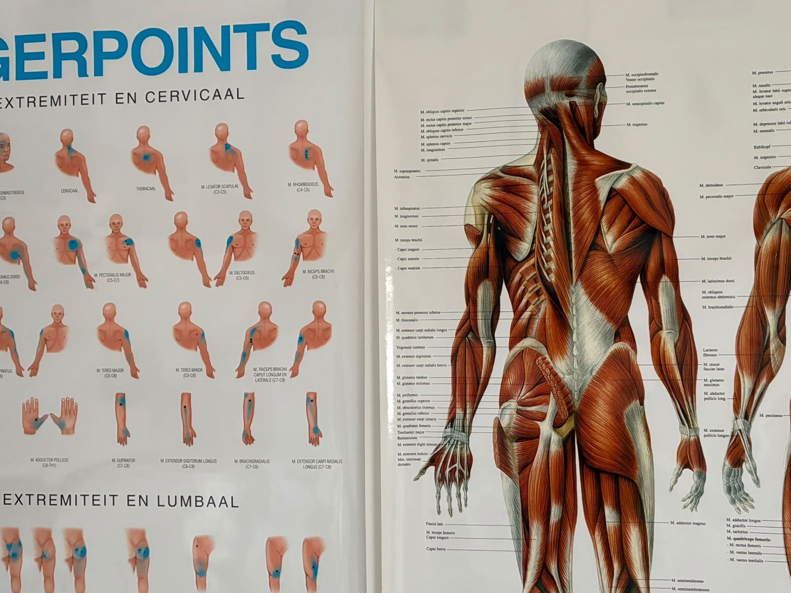 Anatomische poster in de praktijk
